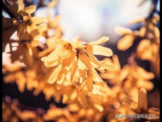 人生最美的淡然图片（人生淡然一笑也很美）