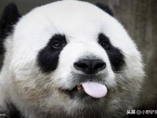 大熊猫为什么是国宝（为什么只有大熊猫是国宝）