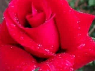 红玫瑰的花语（你知道什么是传奇红玫瑰吗）