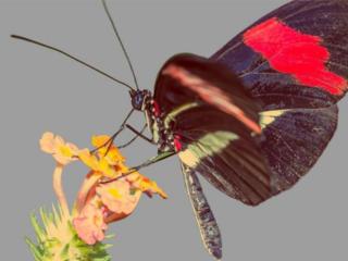 甜到炸的句子（甜到爆炸的撩汉句子）