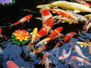 锦鲤是什么意思（殊不知锦鲤鱼易买却不易养）