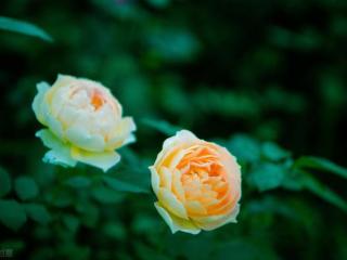 微笑向暖安之若素（岁月清浅；微笑向暖）