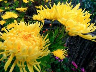 重阳节有哪些习俗（你还知道重阳节哪些习俗）