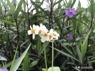 怀念童年（散文诗——怀念童年）