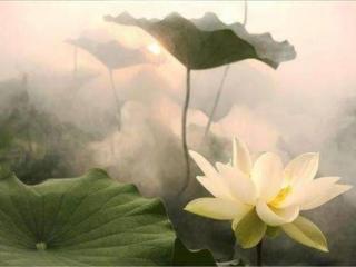 莲花的象征意义（莲花在佛教中有何象征意义）