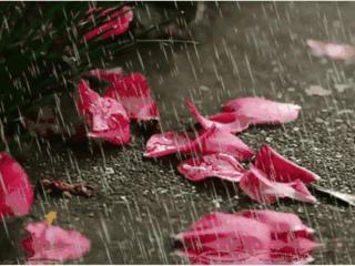 烂桃花是什么意思（比较容易遭遇到烂桃花）