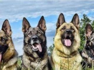 狼狗是什么意思（狼狗的种类主要有哪些）