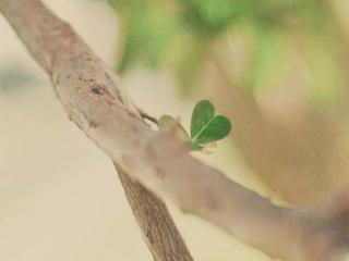 非常隐晦的表白诗句（古诗词里的爱情表白）