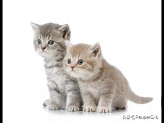 猫在门口叫预示离世（猫咪离世前会有的几个征兆）