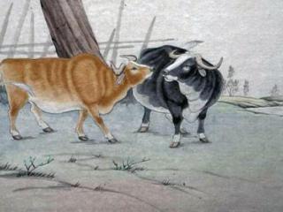 属牛一生的命运（1985年属牛命运）