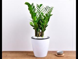 属牛的什么颜色最旺（你的生肖养什么植物最旺你）