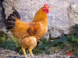 属鸡男人感情上的弱点（81年属鸡男有几次婚姻）