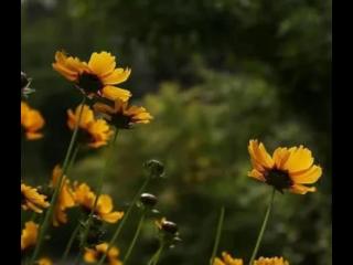 最不好惹的生肖女（内心有城府的四大生肖女）