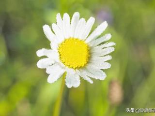 祝寿词简短经典大全集（生日祝寿诗词精选四十二首）