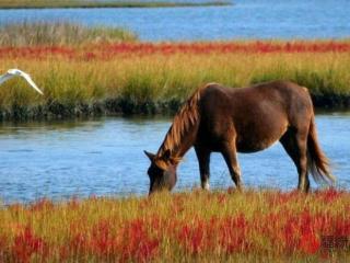 属马和属牛的婚姻如何（1990年属马的人婚配婚姻）