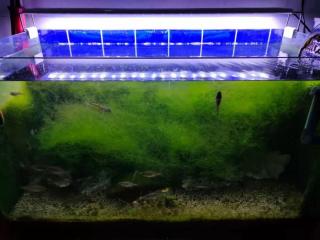 养鱼是什么意思（一位鱼友虽然养鱼没有几天）