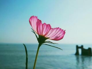 一段深情的告白（一段简短而深情的告白）