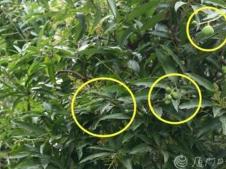 一颗一颗樱桃往下面塞（路边树上挂满红樱桃）