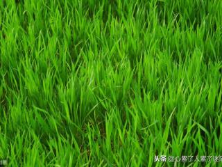 幸福很简单的经典句子（简单生活才是幸福生活）