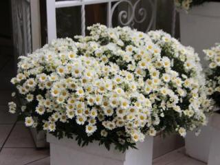 早餐心语正能量句子（早安心语励志经典语句）