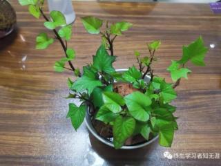 怎么死没有痛苦而且快（#怎么样可以死得快不痛苦）