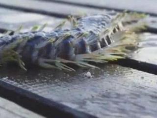 全身都是刺（全身长满刺呈长条状）