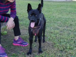 为什么老人不让养黑狗（为什么现在养黑狗的人越来越多）