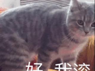 我这么好看脾气好还得了（不要欺负我们长得好看）