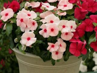 喜欢花的女人是什么性格，女人爱养花性格分析