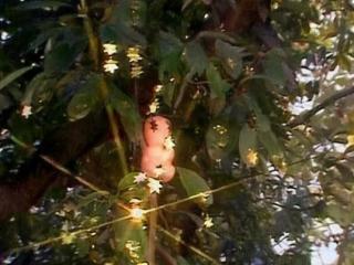 西游记人参果树（为何没人敢觊觎他的人参果）