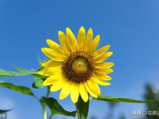 向日葵花语是什么（向日葵的花语是什么意思）