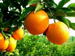 销售励志小故事（奋斗者橙友林翠华的故事）