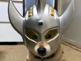 土味社会语录押韵（一波很押韵的土味沙雕文案）