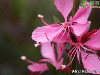 桃花盛开是什么季节（桃花花期一般是几月）