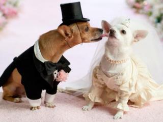 带动气氛搞笑的婚礼主持词（婚礼司仪搞笑主持词）