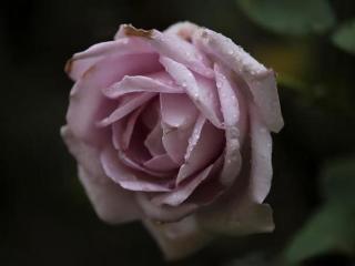 他不言她不语（不哭、不闹、不言、不语）