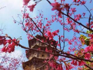 踏青的说说心情的句子（清明节文案素材内容句子）