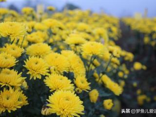 关于菊的诗句（分享3首关于菊花的诗词）