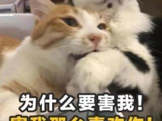 高情商的套路情话（一大波高情商套路情话来袭）