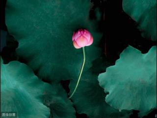 适合生日发朋友圈的句子（朋友圈引人爆赞的生日句子）