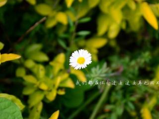 双子座的爱情，双子座感情观精准分析