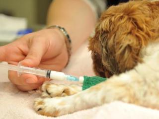 杀狗最安静的方法（这种让狗狗安静离去的方法）