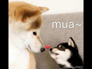 三七女生节祝福语，3.7女生节祝福语简短文艺