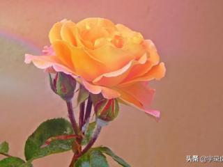 失去了才懂得珍惜的句子（别等到失去时才懂得珍惜）