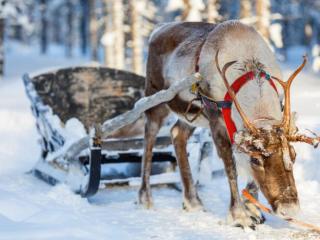圣诞老人的鹿叫什么，驯鹿为什么成了圣诞老人的座驾
