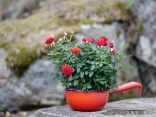 第一次和男朋友见面送什么花，情侣第一次约会买了一盆玫瑰