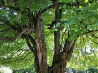 人参果树下全是尸骨（人参果树的人文历史是什么）