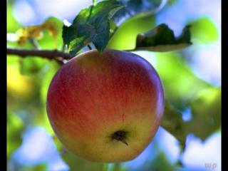 平安夜几点吃苹果（平安夜吃苹果胜似吃砒霜）