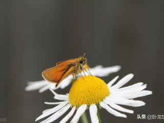 女人光板配青龙，青龙遇到白虎的概率低到只能巧合