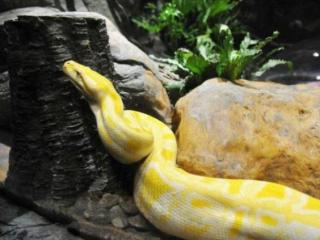 女人梦见蛇多久会怀孕（两月后女子离奇怀孕）